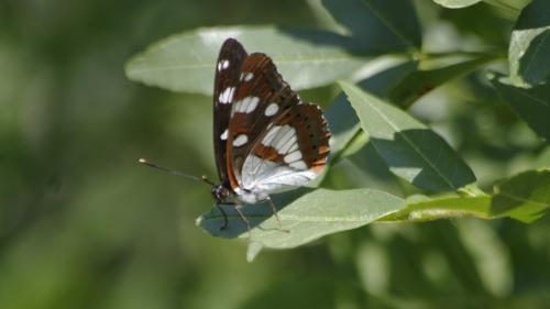 Limenitis reducta